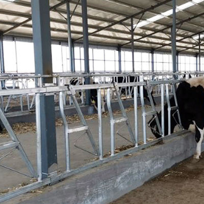 محل استراحت ضخامت 3mm Headlocks For Beef Cattle 8 Head قفل یک مجموعه