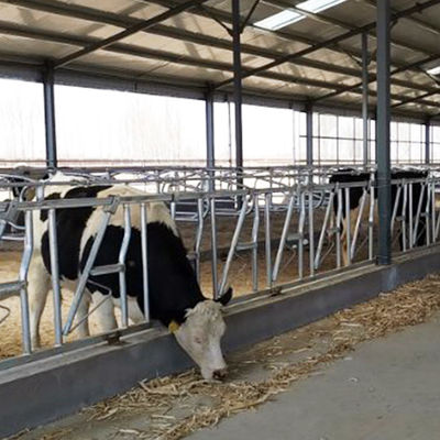محل استراحت ضخامت 3mm Headlocks For Beef Cattle 8 Head قفل یک مجموعه