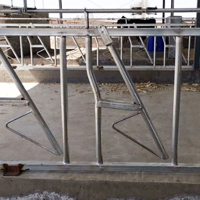 محل استراحت ضخامت 3mm Headlocks For Beef Cattle 8 Head قفل یک مجموعه