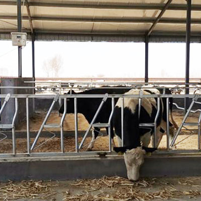 محل استراحت ضخامت 3mm Headlocks For Beef Cattle 8 Head قفل یک مجموعه