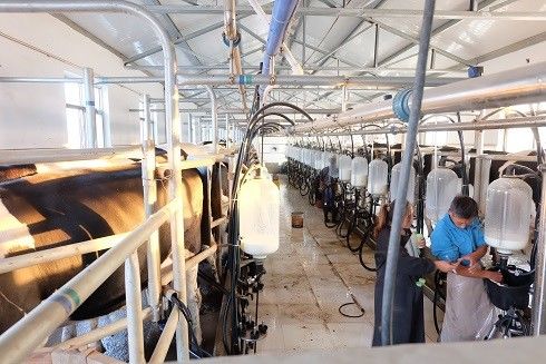 SS304 Herringbone Parlor Milking Systems تجهیزات گاو شیری